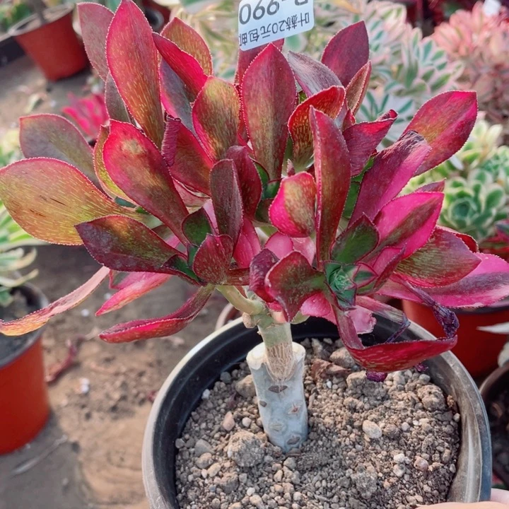 990魅影七彩嫁接多肉12345578