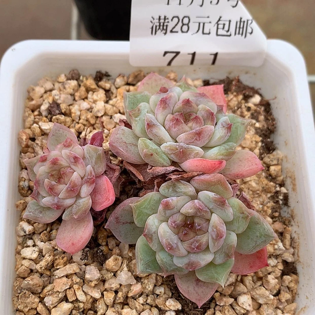 【闪购商品】云711号