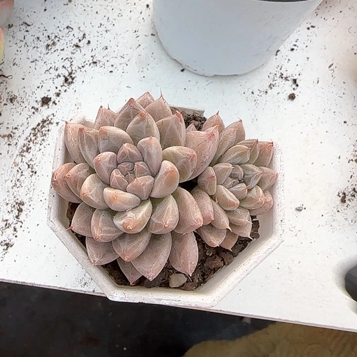 青蛙王子儿童牙膏111