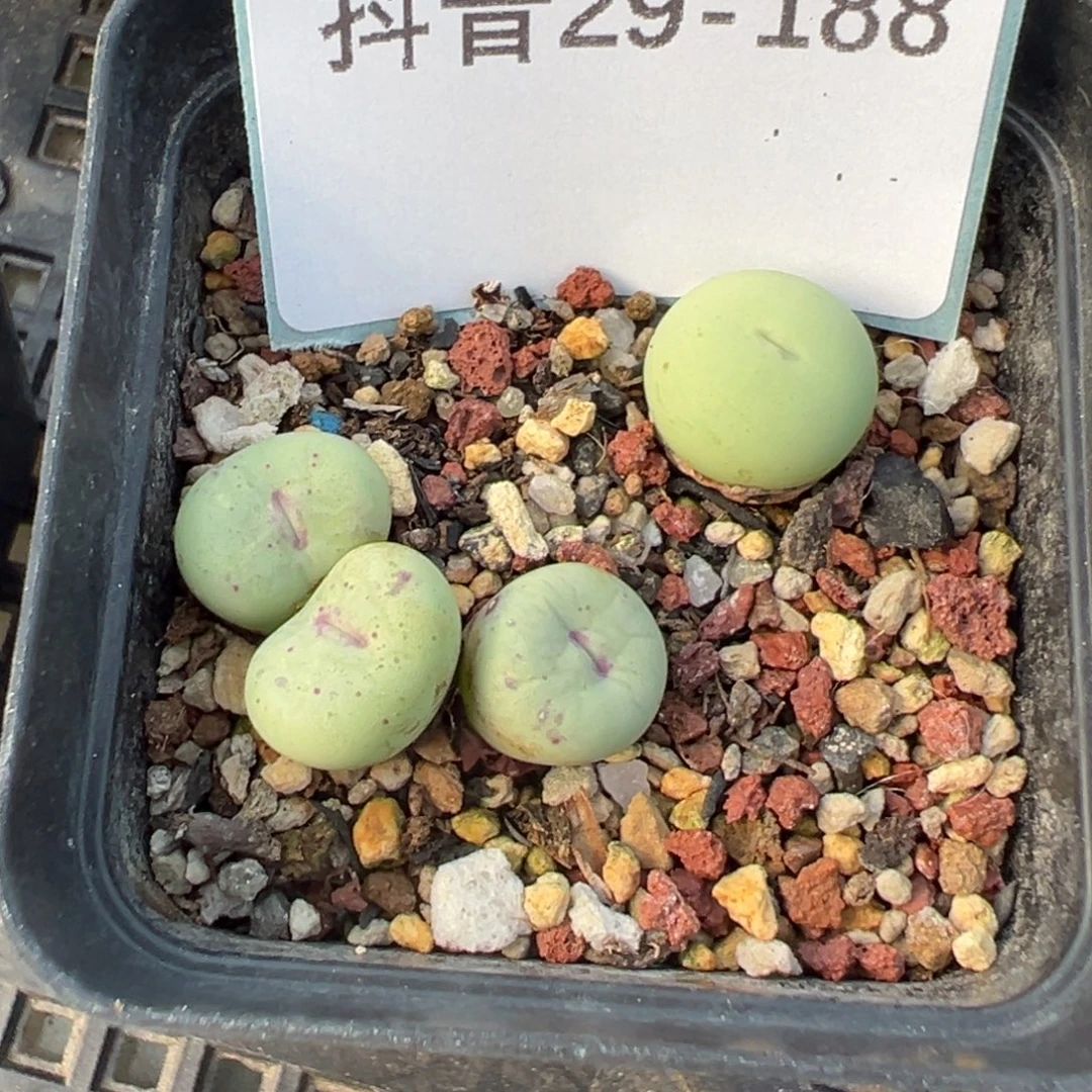 29-188肉锥多肉植物