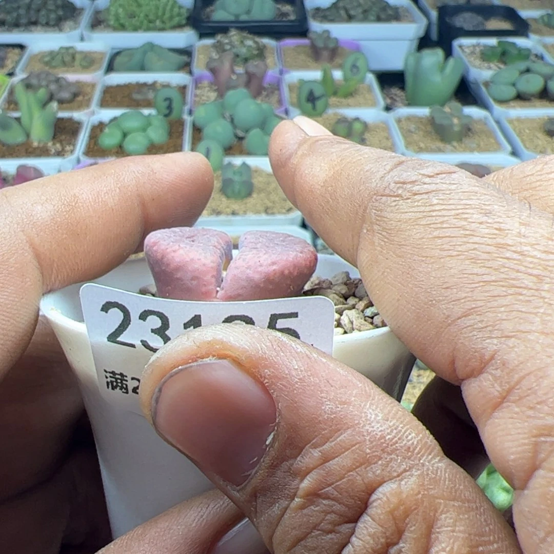 ✨****^大家过年好23185