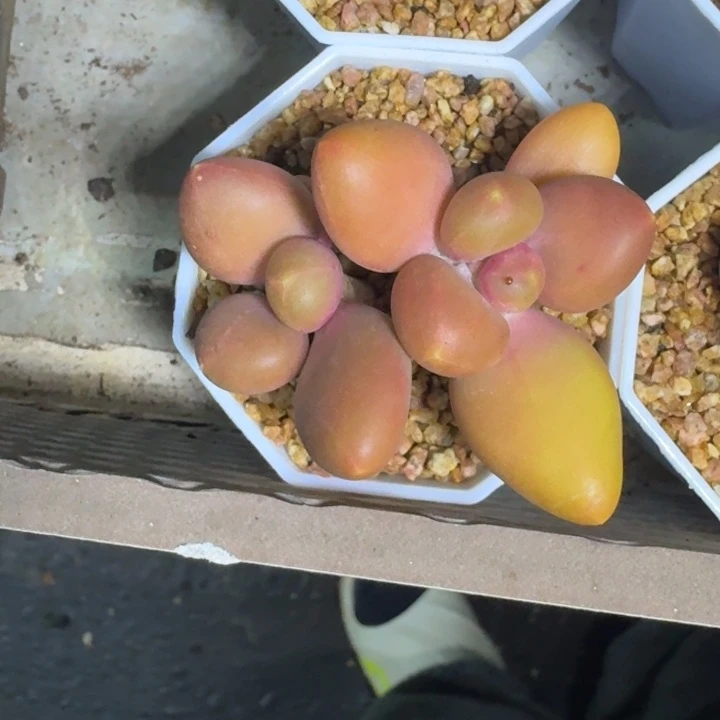 芒果奶 双头 一物一拍