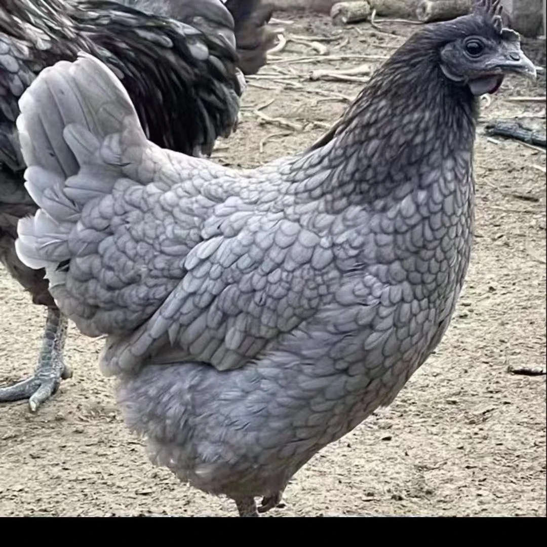 一斤发货的鱼鳞瓦灰鸡散养鸡宠物包邮成都发货