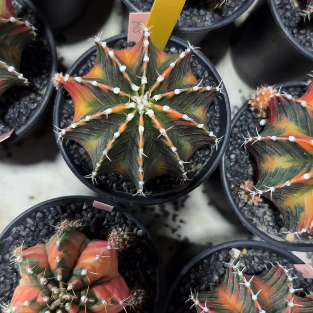 144-1227泰国发货多肉