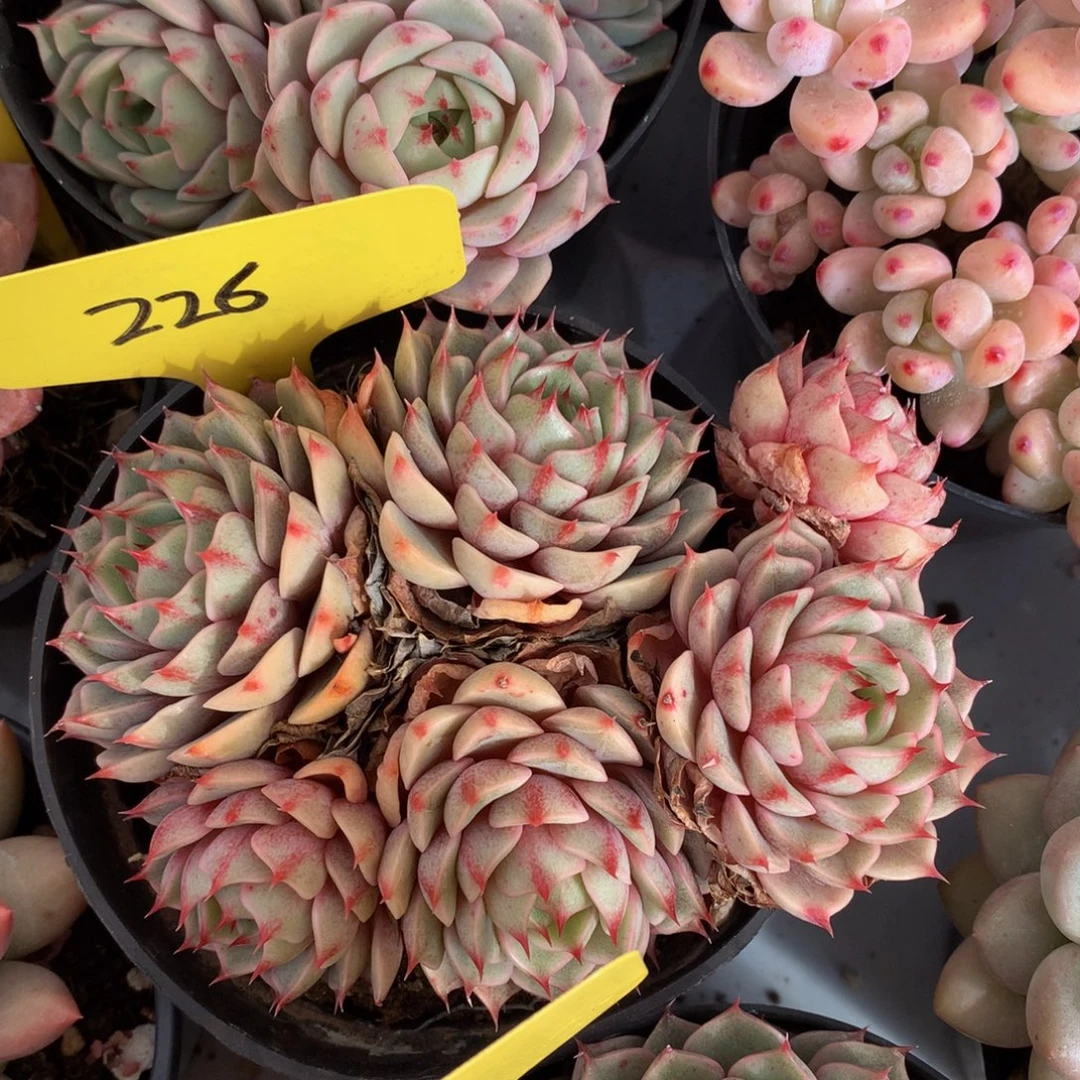 本巴蒂蒂7277227272727