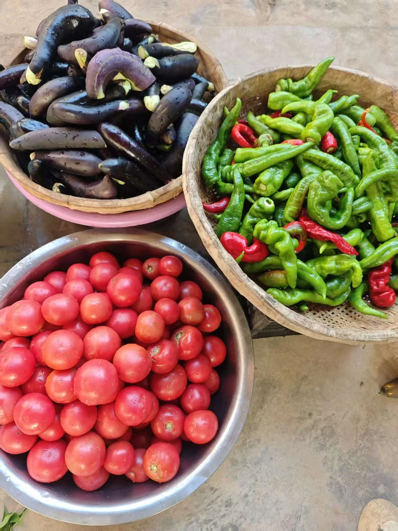 甘肃民勤新鲜茄辣。西红柿，沙葱包邮现摘现发