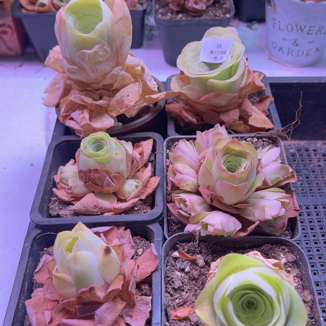 39 山地玫瑰一物一拍一筐