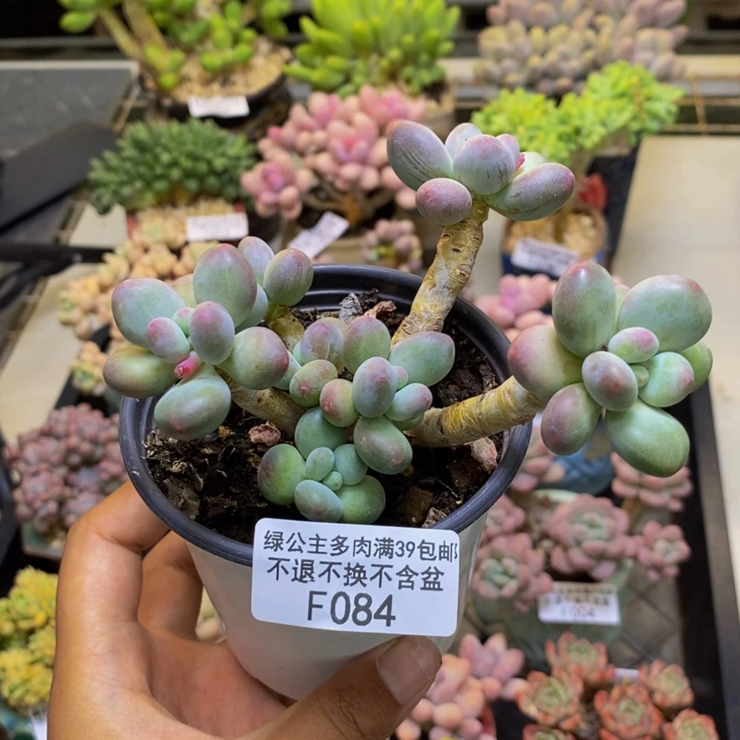 084苹果奶多肉8c m