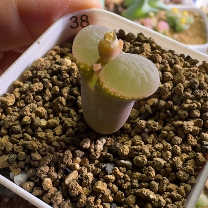 38........多肉...........