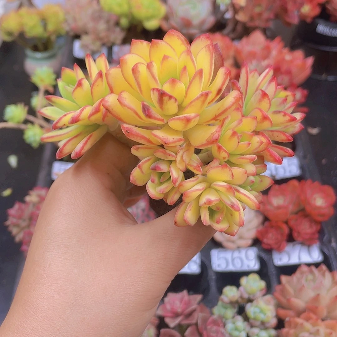 多肉无土栽培多肉植物