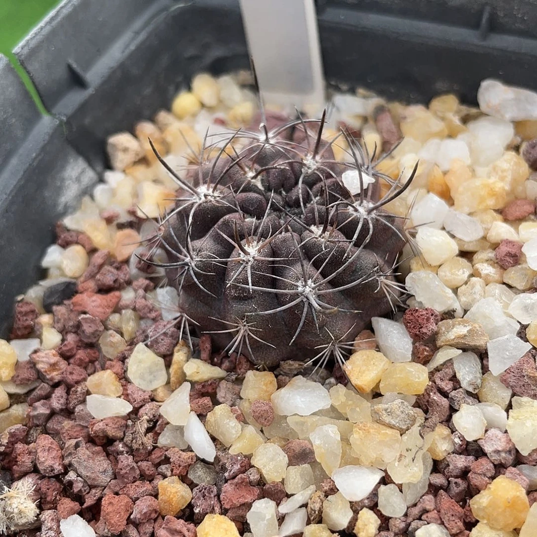 199 黑帝玉变种实生清货满 39 包邮，非偏远地区