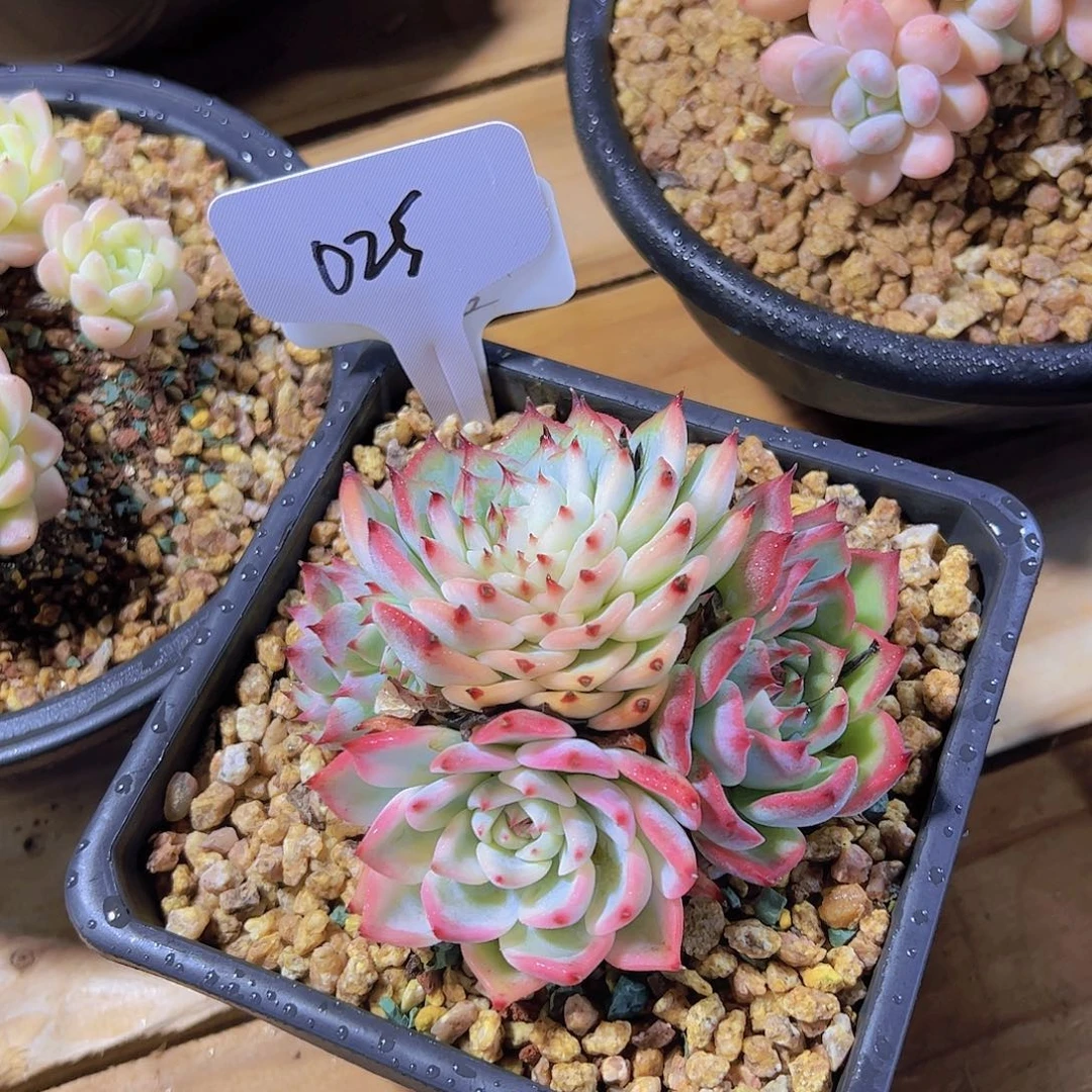 兔*025吉娃娃锦花脸。。。