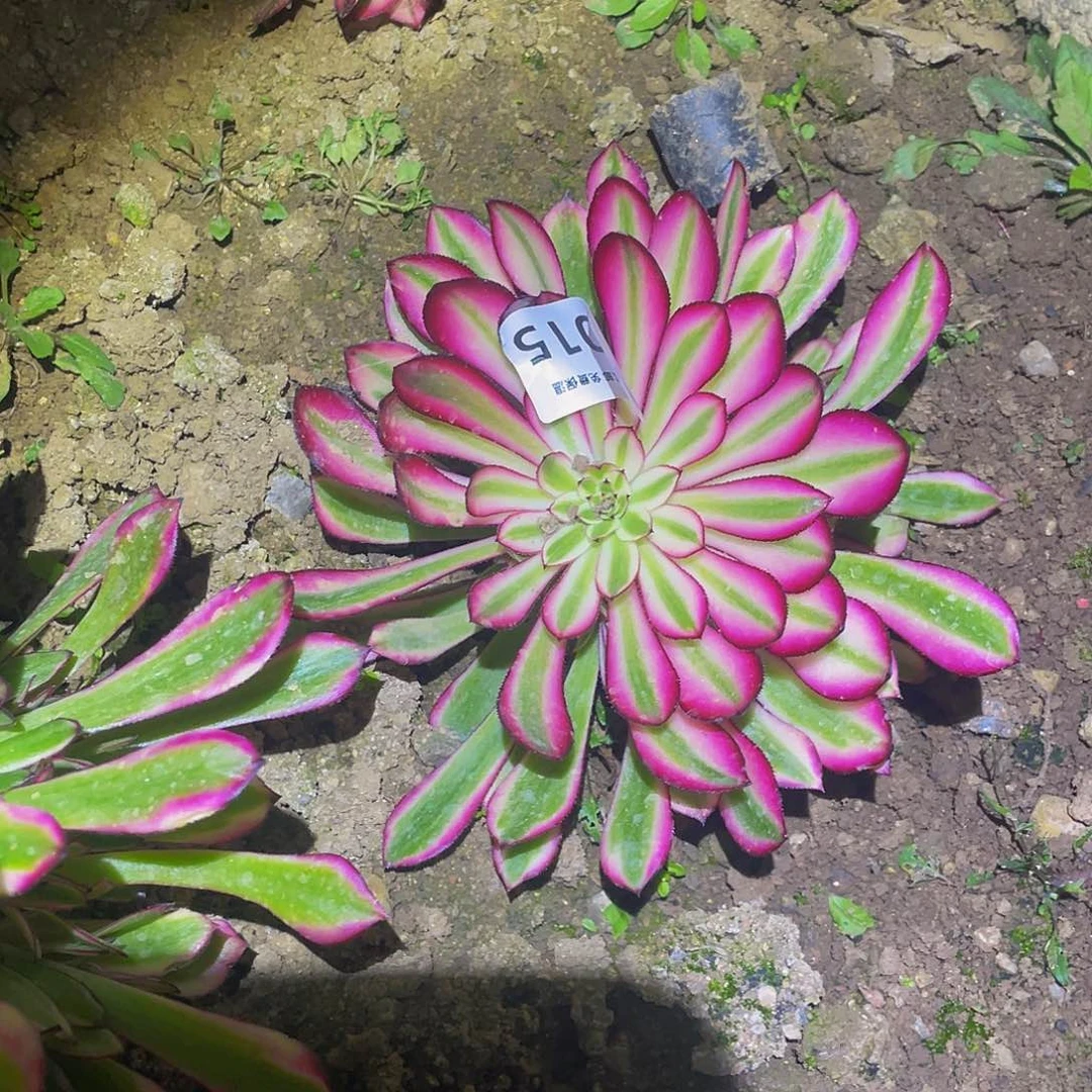 4015粉铜高锦多肉植物