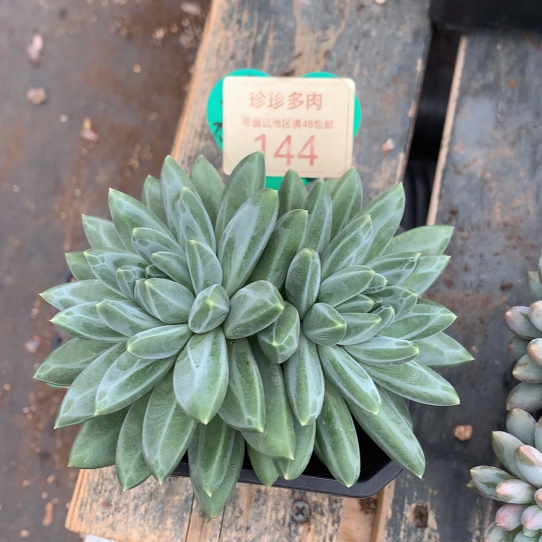 胖体青花瓷双头144