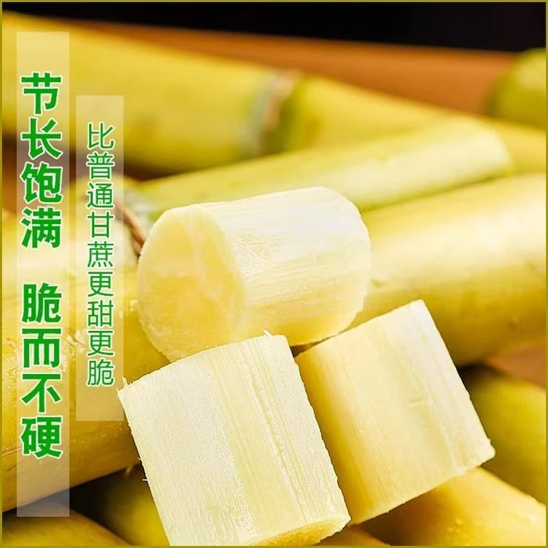 云南【黄金甘蔗】新鲜多汁黄皮精选应季现砍现发9斤包邮