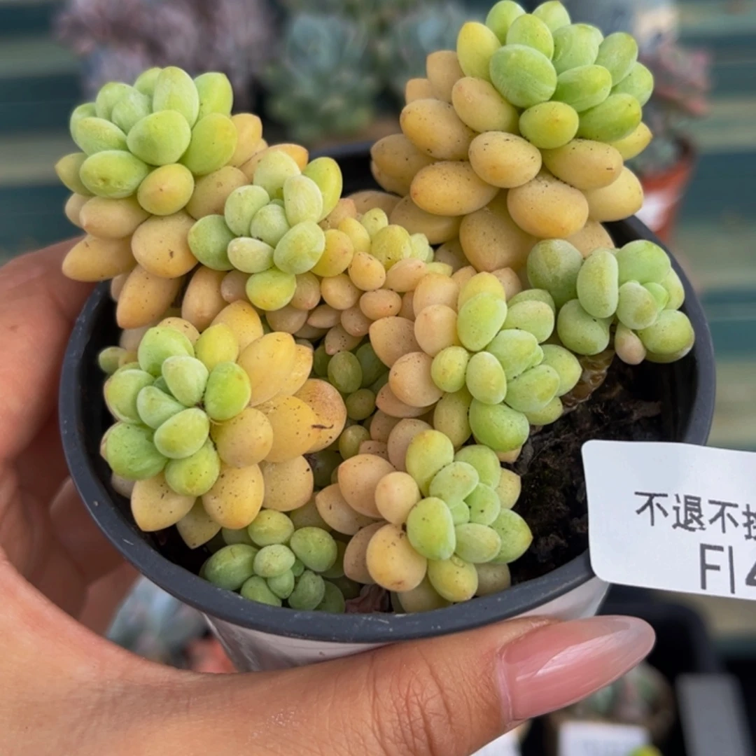 469-洛可可多肉7cm
