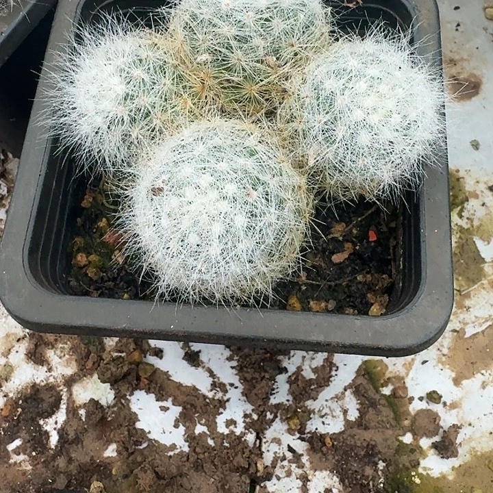 实生多头芳香丸带盆发货