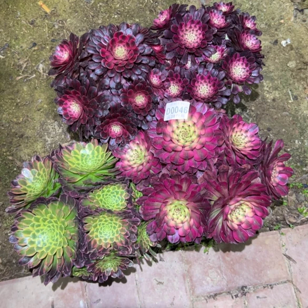 【闪购商品】046组合多肉