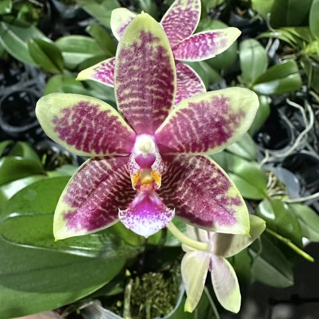 【花期不保】2.5寸 鹿角交柯宁交盾花-开花株【叶瑕少根】趣味兰