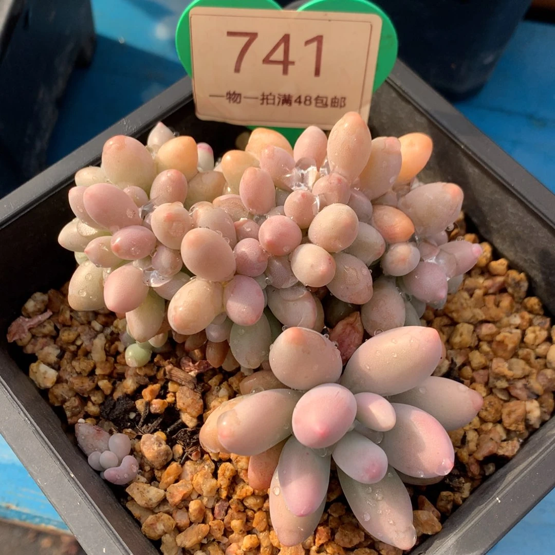 汤圆缀化开播福利741