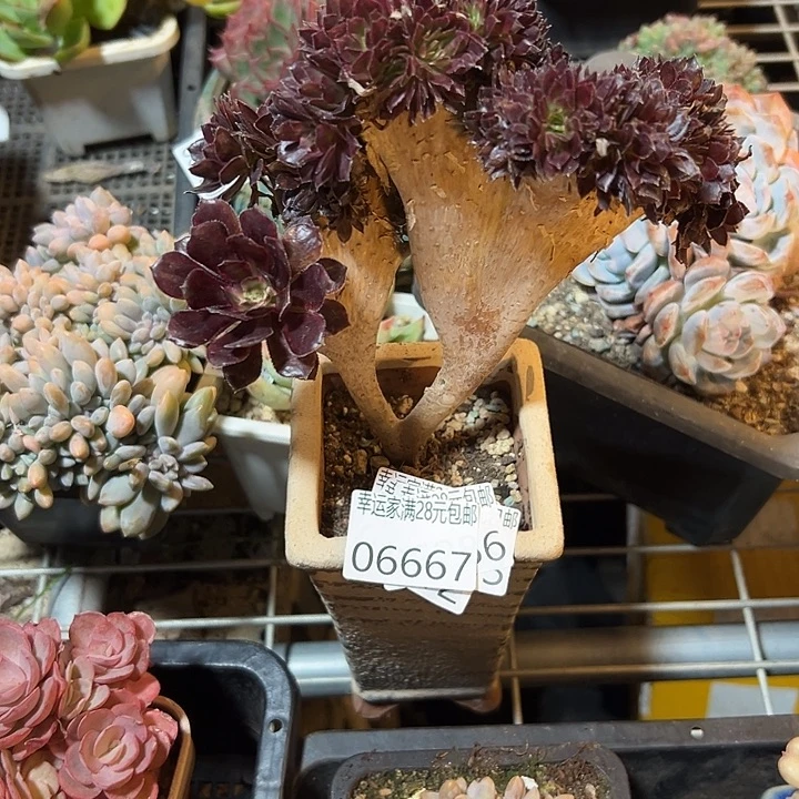 幸运的是我还在努力幸运