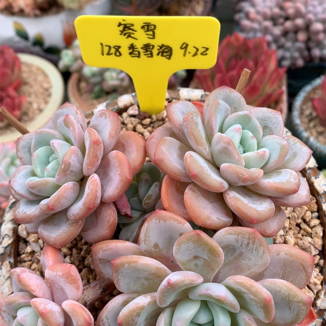 赛***雪我们家的小姐姐们很美