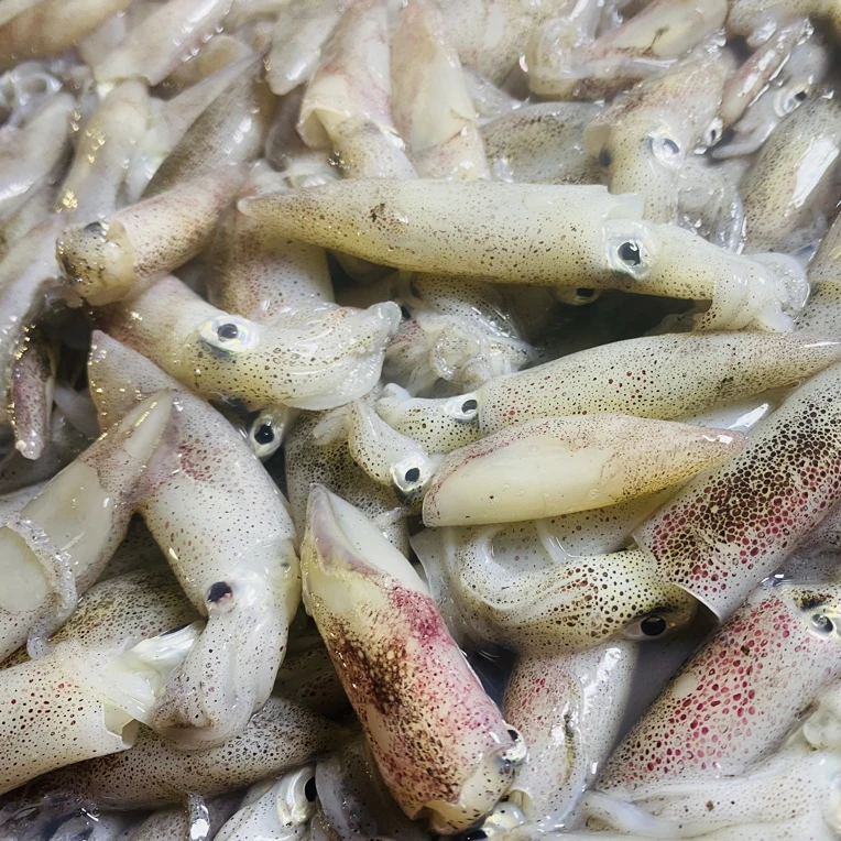 湛江一口鱿味道鲜美 不泡水 不泡冰 不缩水