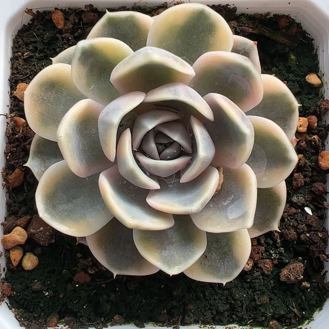 满38包邮汉堡锦多肉