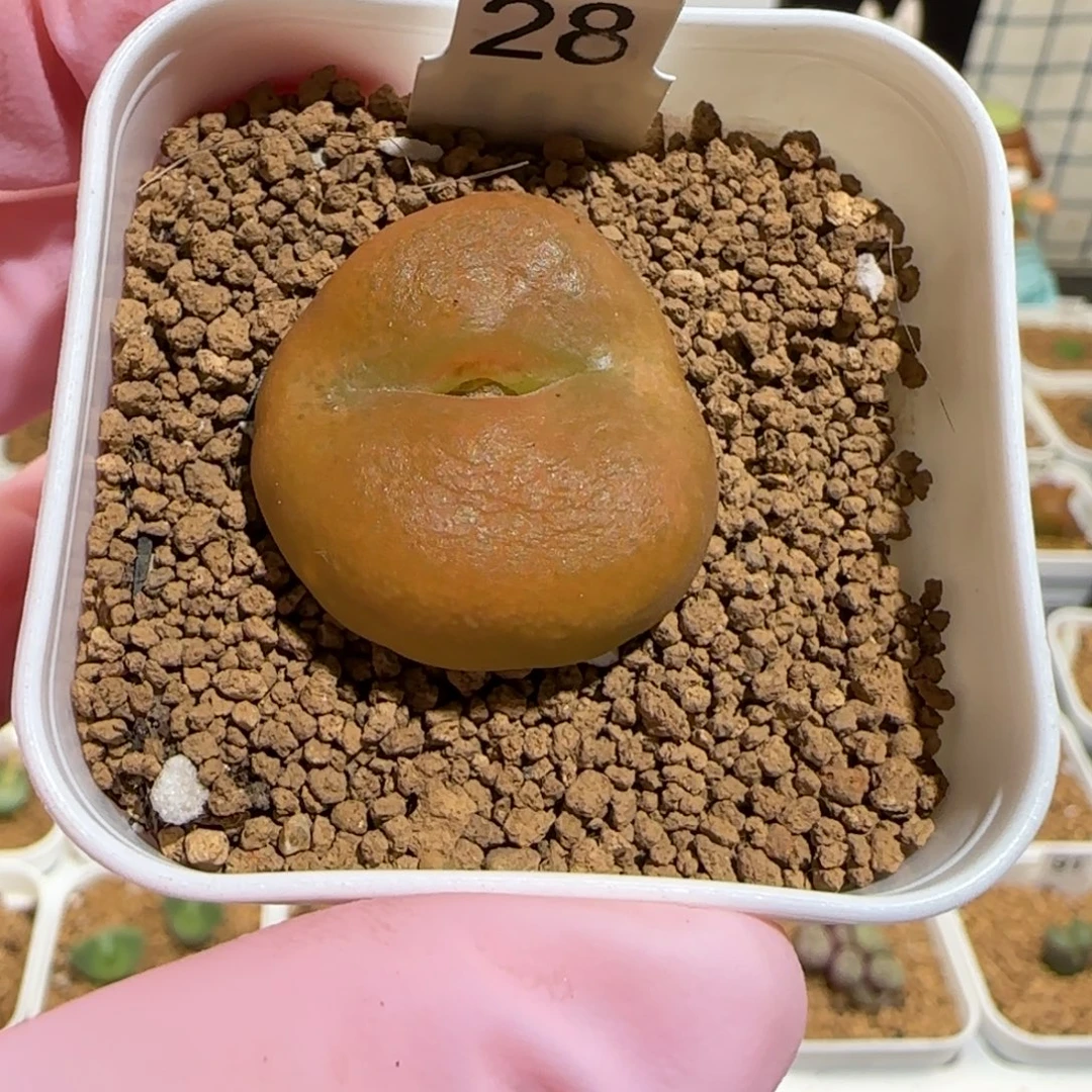 肉锥多肉植物组合-优选水蜜桃母本1