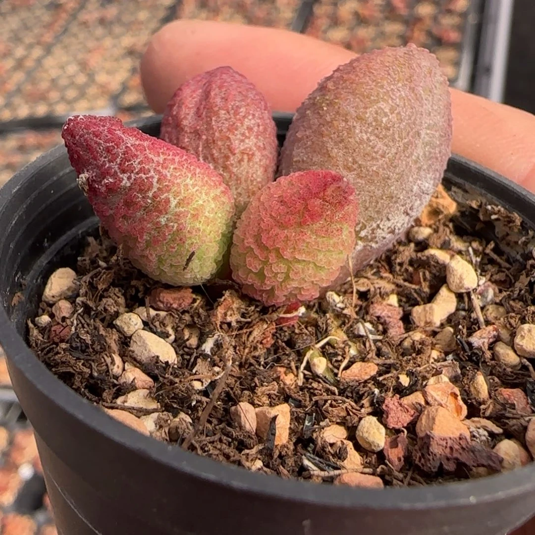 糖果水泡多肉植物