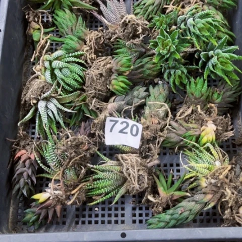 720硬叶一物一图如图