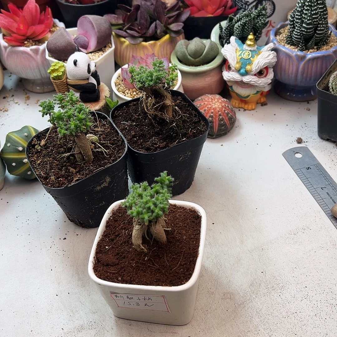 鸡红小松多肉植物