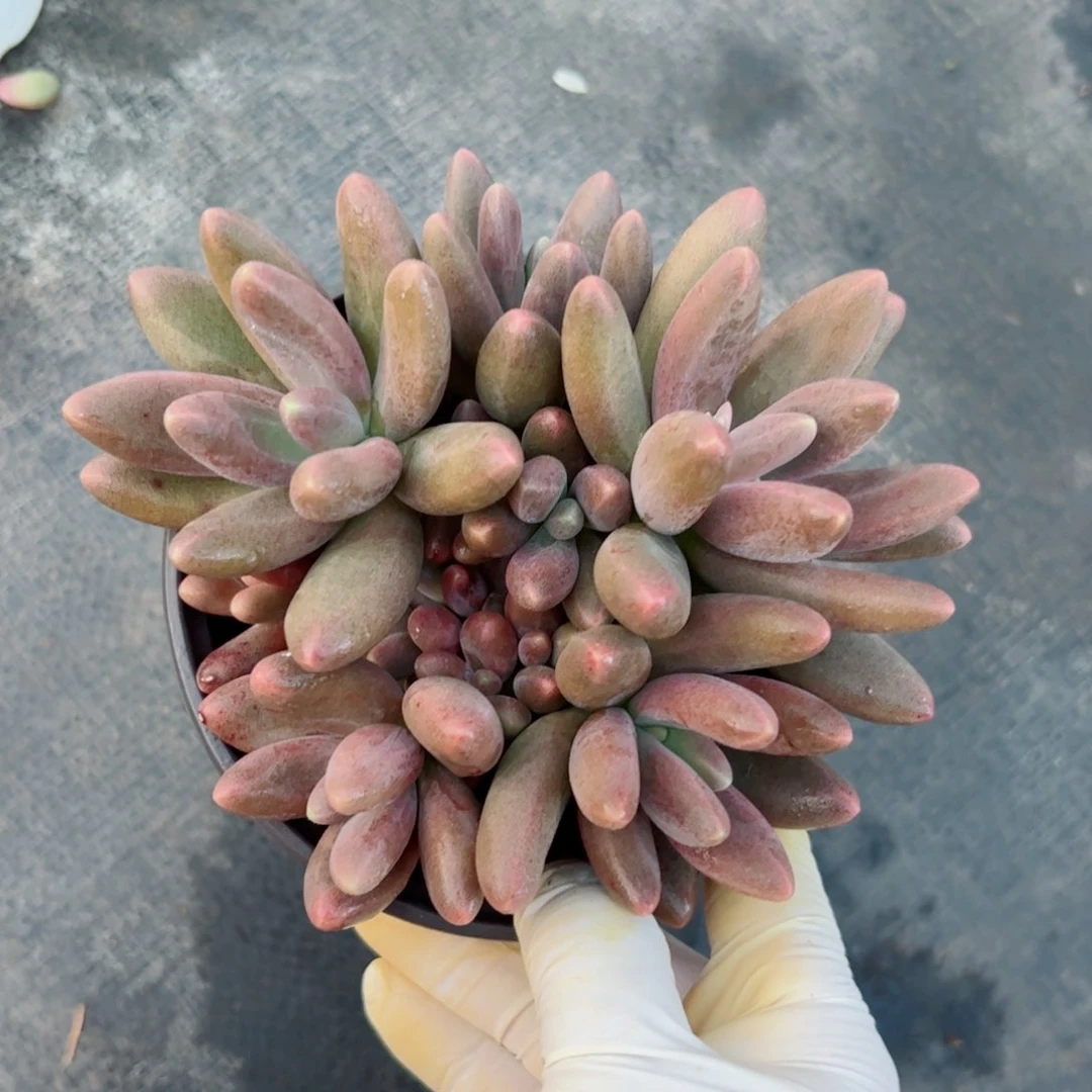 梅*糖果自然群多肉植物