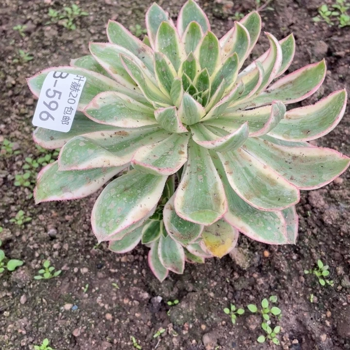596青莲多肉1，beikkruy