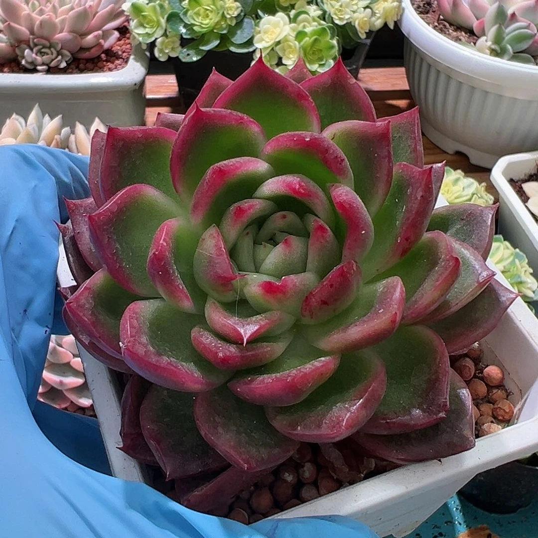 东云锦，多肉植物