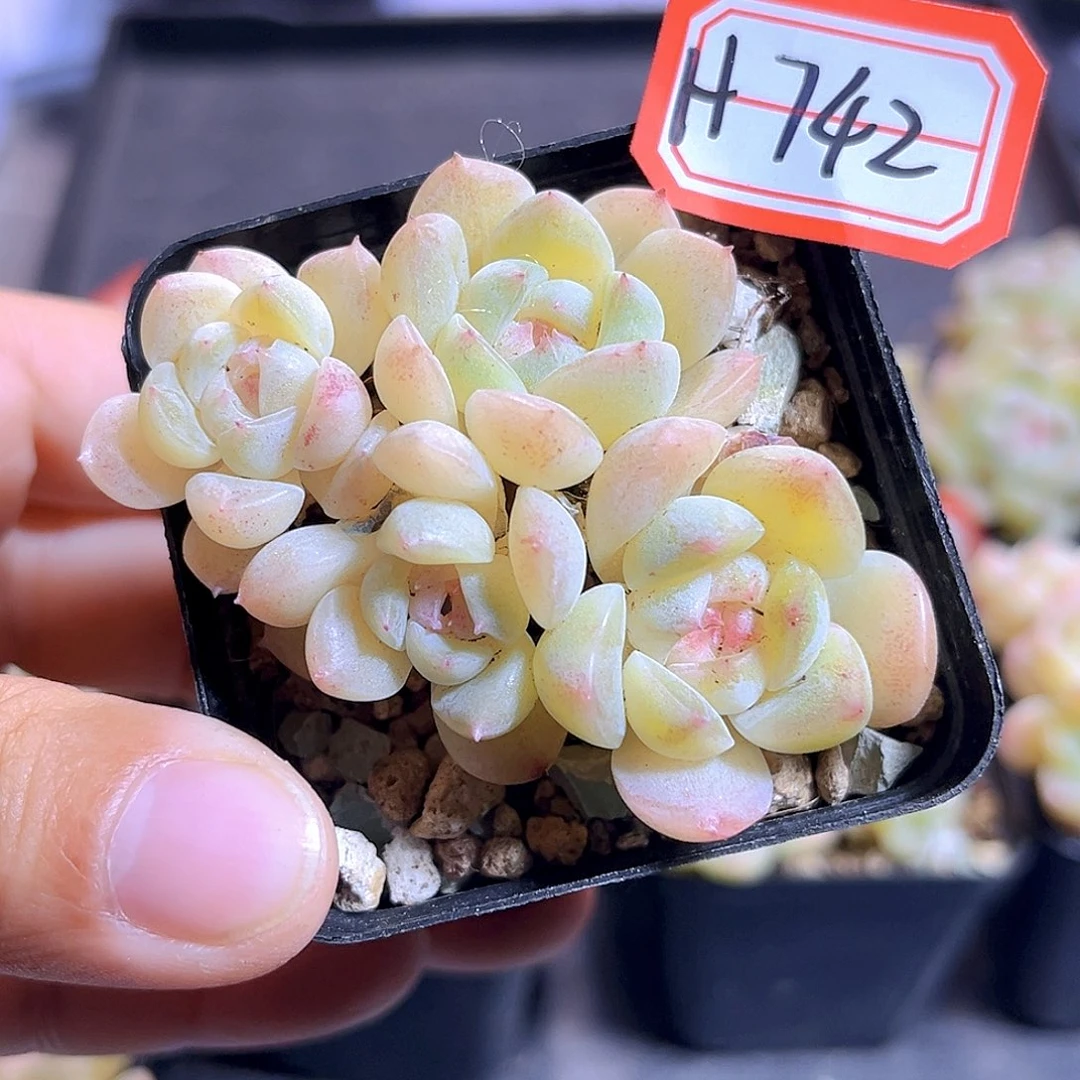 H742  扶摇珍妮 满18包邮