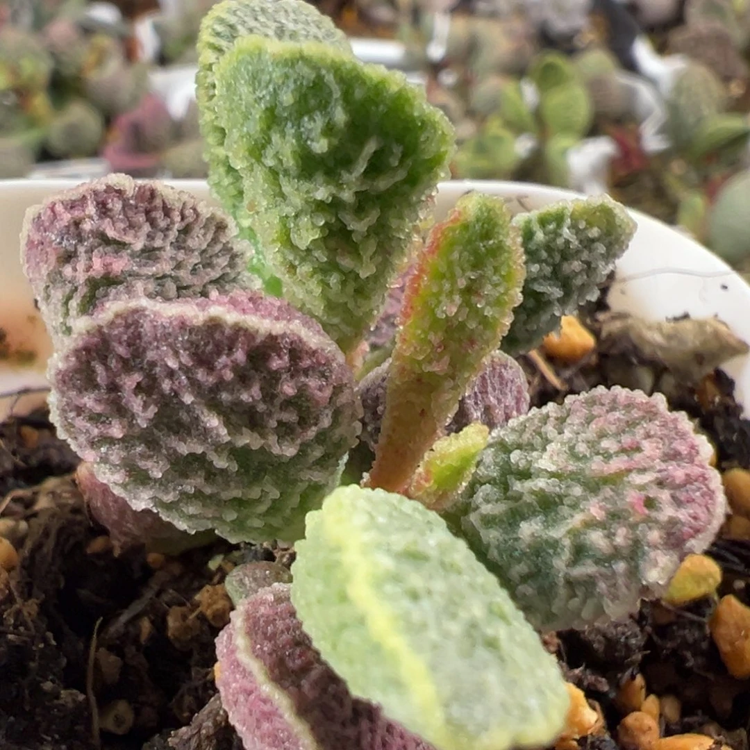 芭蕉扇实生新品多肉植物水泡