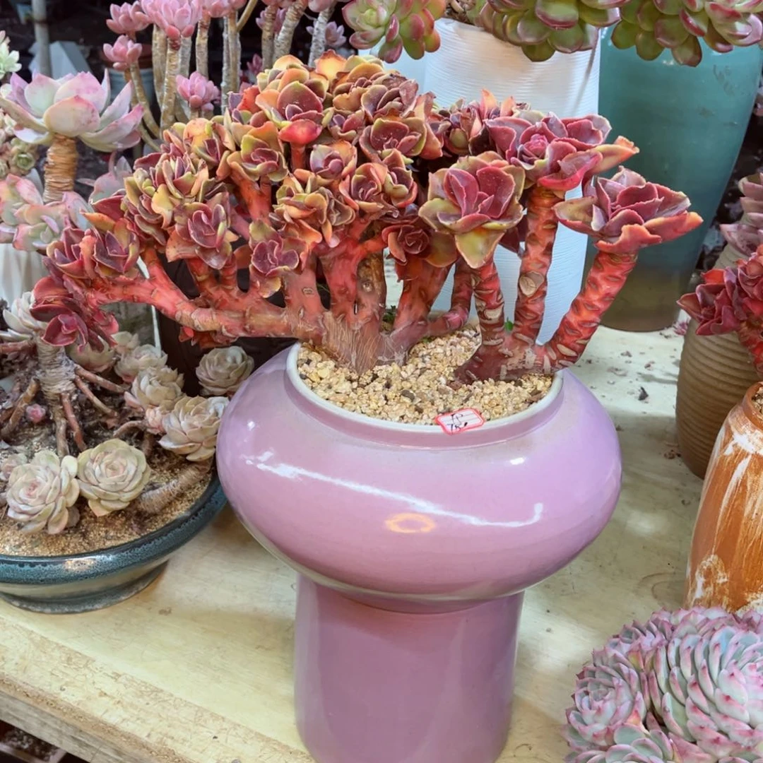 你是不是＂你的。你的电