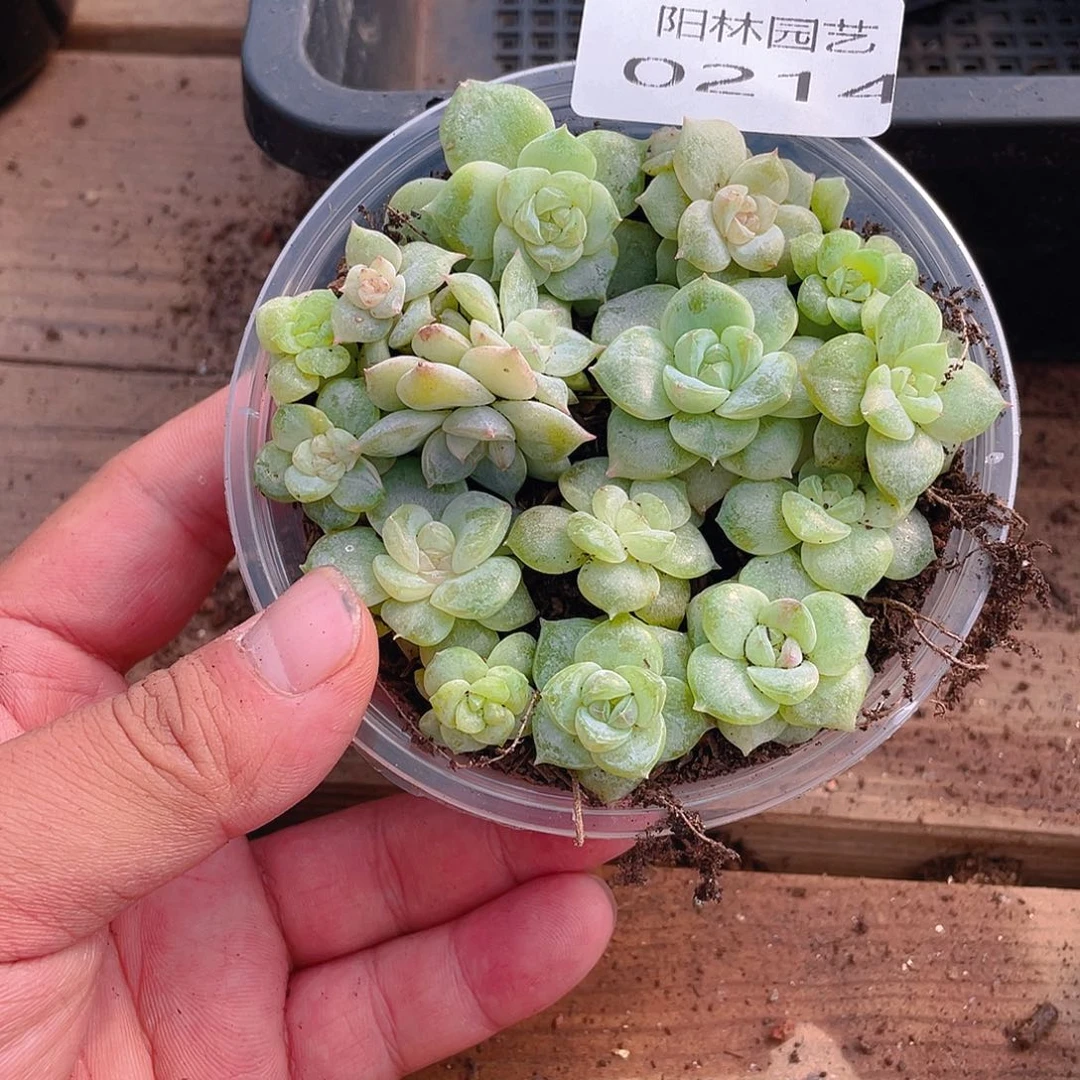 多肉植物多肉植物214