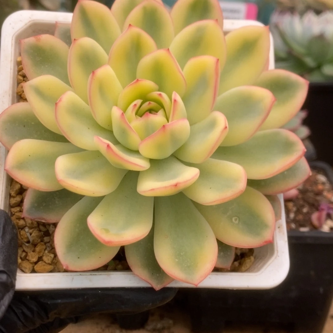 163雨燕座锦锦锦锦锦