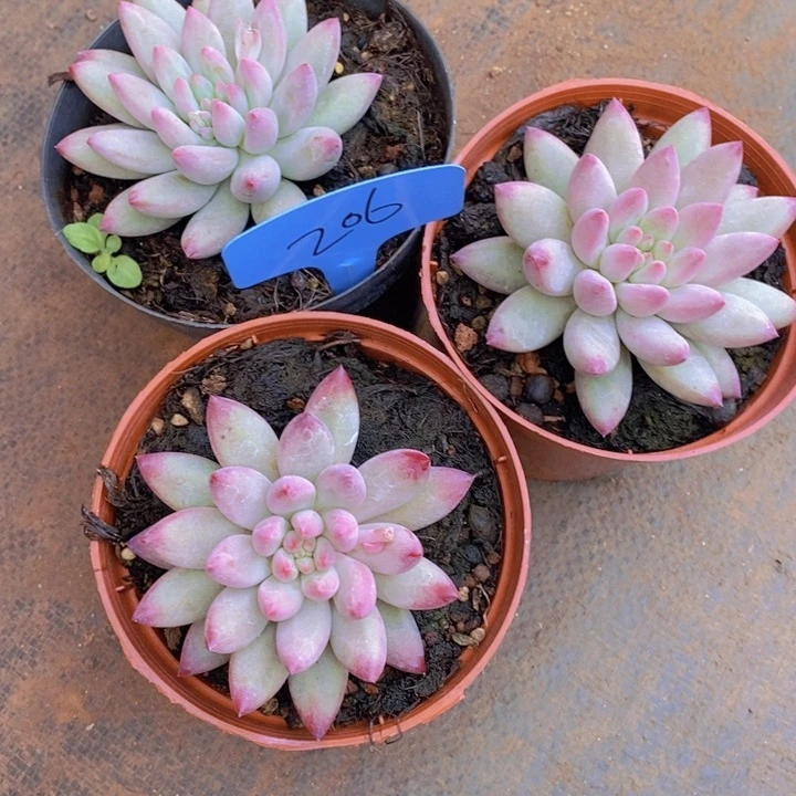 小*妹是因为一部电视作品