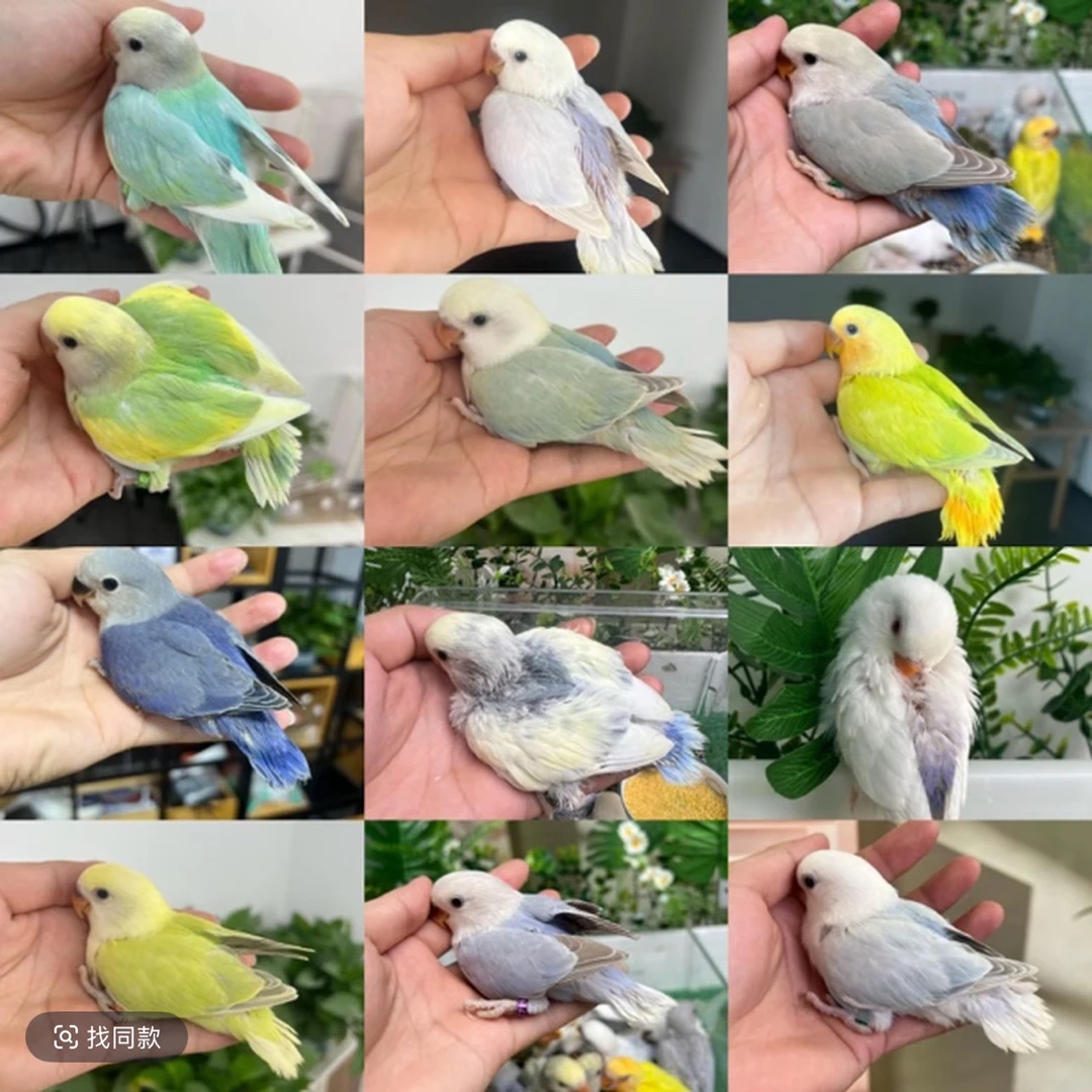 直播间挑选 活体鹦鹉 手养幼鸟 桃脸牡丹雏鸟 聪明 活泼 可爱