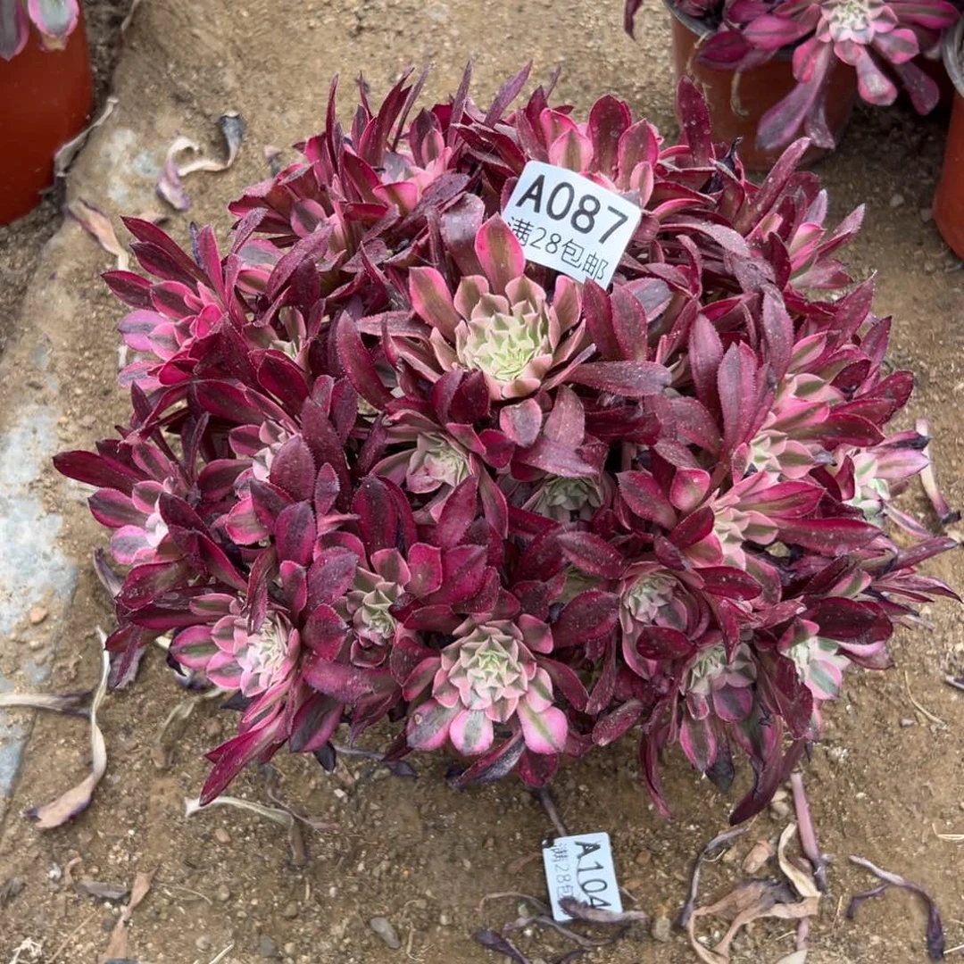 087多肉     铜壶超白