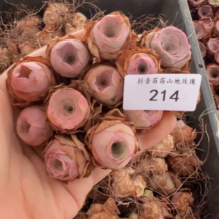 山地玫瑰多肉植物山地214