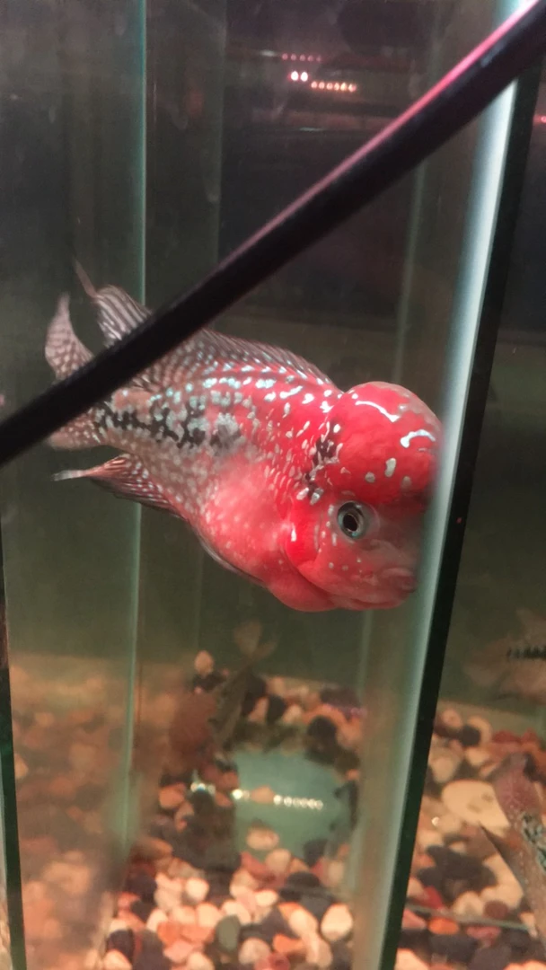 罗汉鱼，拍，鱼专用