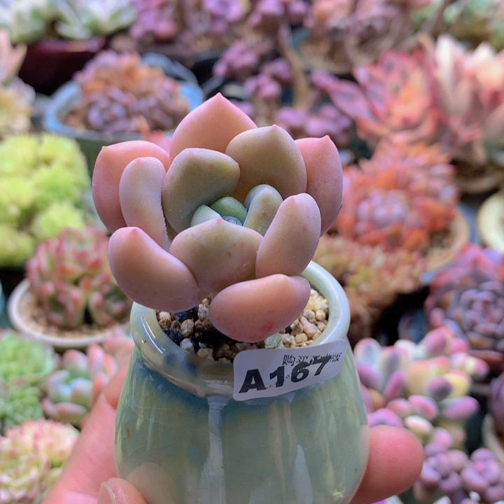 一物一拍含盆土满38包邮A167