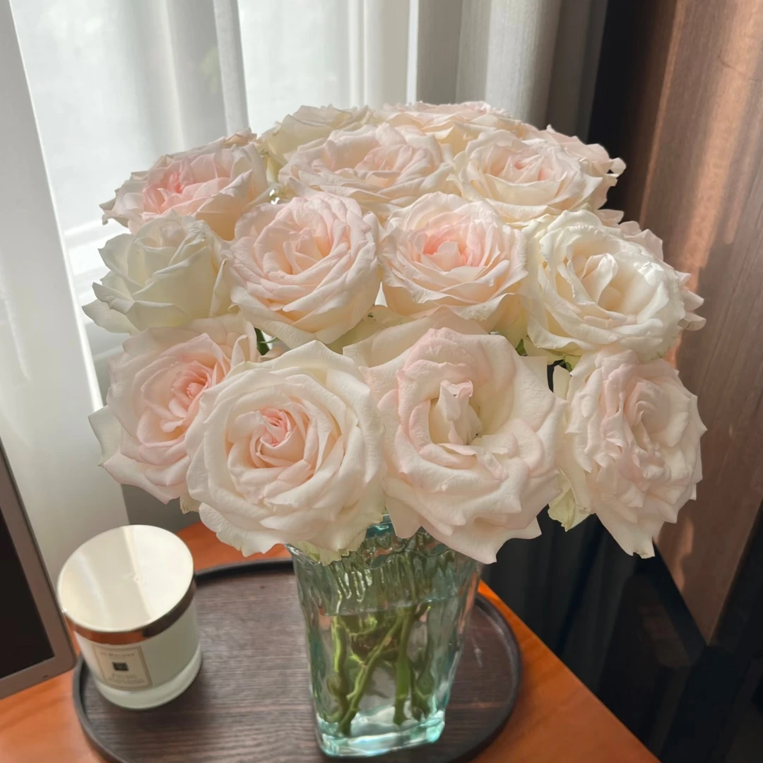 小白兔单头玫瑰【两单及以上升级顺丰】云南鲜花 家庭插花
