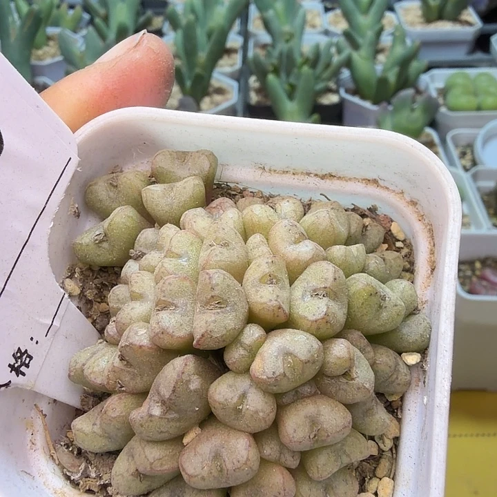 085。满38包邮肉锥