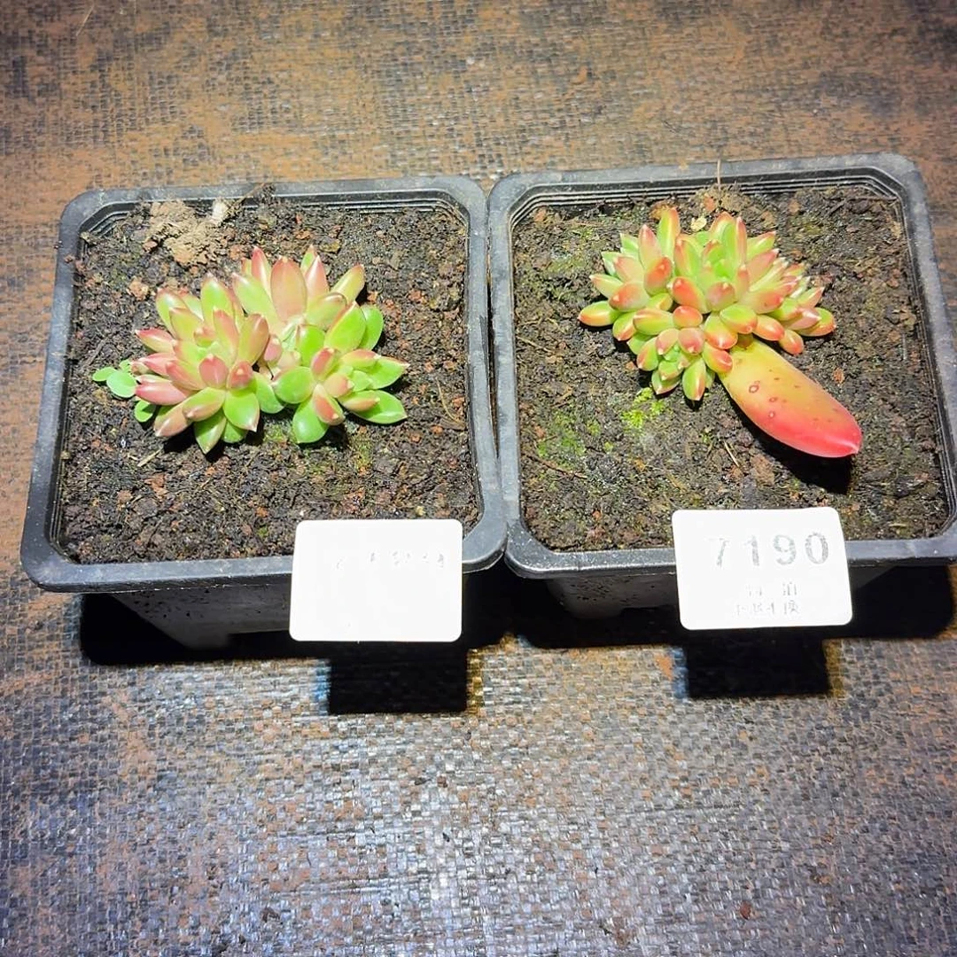 松****7189 7190号柏拉图多肉
