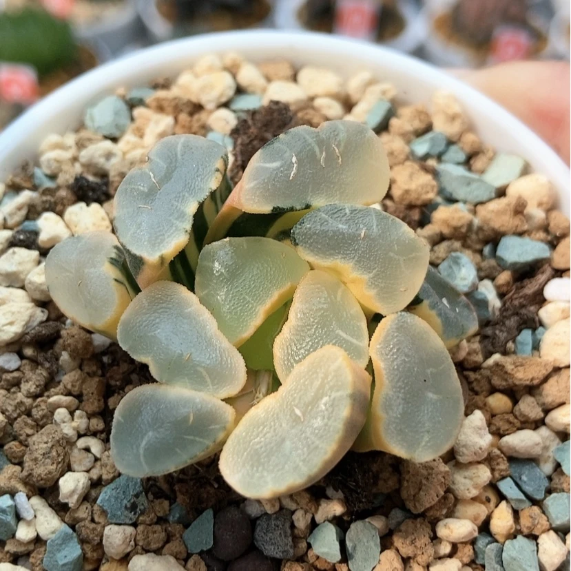 【闪购商品】孟*糊斑透镜锦